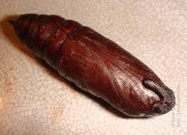 Attēlu rezultāti vaicājumam “Sphinx ligustri larva”