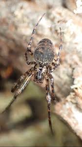 Attēlu rezultāti vaicājumam “Metellina merianae”