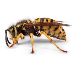 Attēlu rezultāti vaicājumam “Vespula germanica male”