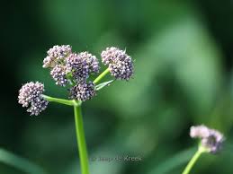 Attēlu rezultāti vaicājumam “Valeriana officinalis bud”