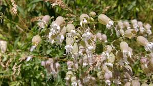 Attēlu rezultāti vaicājumam “Silene vulgaris leaf”