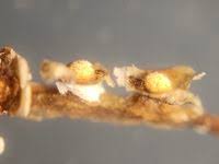 Attēlu rezultāti vaicājumam “Diderma chondrioderma”