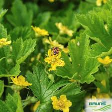 Attēlu rezultāti vaicājumam “Waldsteinia geoides flower”