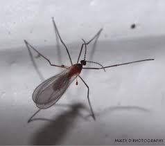 Attēlu rezultāti vaicājumam “Cecidomyiidae”