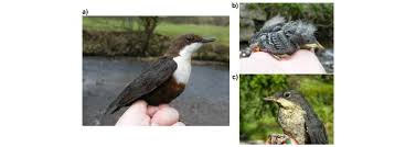 Attēlu rezultāti vaicājumam “Cinclus cinclus”