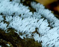 Attēlu rezultāti vaicājumam “Ceratiomyxa fruticulosa macro”