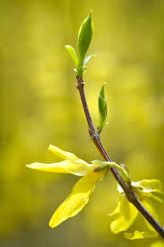 Attēlu rezultāti vaicājumam “Forsythia suspensa”