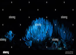 Attēlu rezultāti vaicājumam “Lentaria sp.”