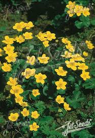 Attēlu rezultāti vaicājumam “Caltha palustris fruit”