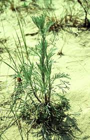 Image result for Artemisia caudata