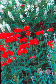 Attēlu rezultāti vaicājumam “Silene chalcedonica flower”