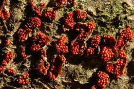 Attēlu rezultāti vaicājumam “Neonectria coccinea”