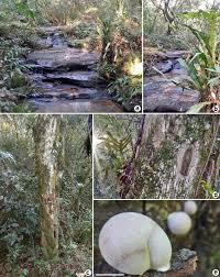 Attēlu rezultāti vaicājumam “Lycogala flavofuscum spores”