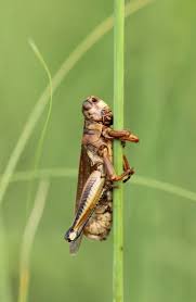 Attēlu rezultāti vaicājumam “Entomophaga grylli”