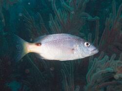 Image result for Petrus rupestris