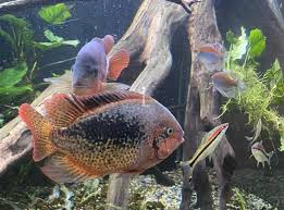 Attēlu rezultāti vaicājumam “Xysticus bifasciatus female”