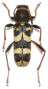 Attēlu rezultāti vaicājumam “Clytus arietis”