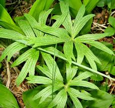 Attēlu rezultāti vaicājumam “Oenothera rubricauli leaf”