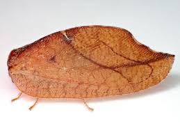 Attēlu rezultāti vaicājumam “Drepanepteryx phalaenoides”