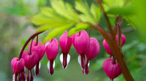 Image result for tränendes Herz