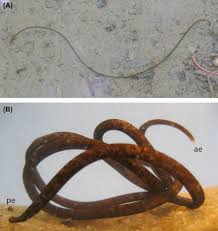 Attēlu rezultāti vaicājumam “Nematomorpha”