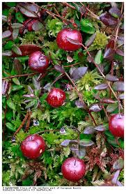 Attēlu rezultāti vaicājumam “Oxycoccus palustris”