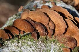 Attēlu rezultāti vaicājumam “Trichaptum biforme”