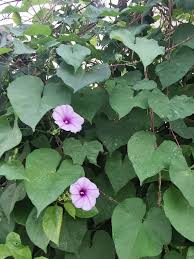 Image result for Ipomoea Lavender
