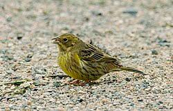 Attēlu rezultāti vaicājumam “Emberiza citrinella”