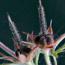 Attēlu rezultāti vaicājumam “Geranium dissectum fruit”