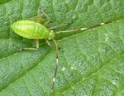Attēlu rezultāti vaicājumam “Adelphocoris quadripunctatus”