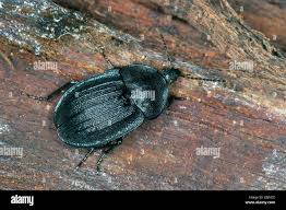 Attēlu rezultāti vaicājumam “Phosphuga atrata”