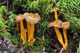 Attēlu rezultāti vaicājumam “Cantharellus lutescens”