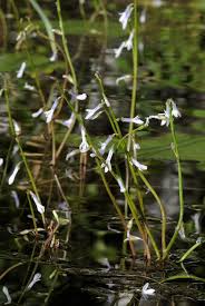 Attēlu rezultāti vaicājumam “Lobelia dortmanna”