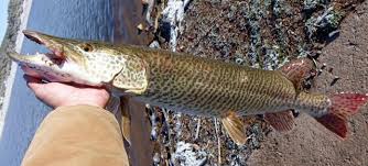 Image result for Esox masquinongy