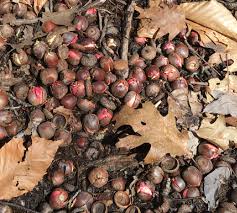 Attēlu rezultāti vaicājumam “Quercus rubra fruit”