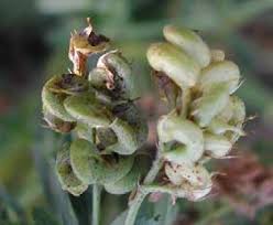 Attēlu rezultāti vaicājumam “Medicago sativa subsp. falcata bud”