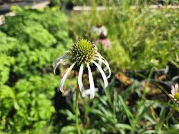 Image result for Echinacea pallida
