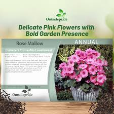 Image result for Lavatera trimestris