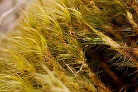 Attēlu rezultāti vaicājumam “Dicranum montanum sporophyte”