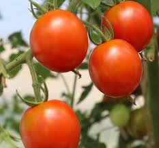 Afbeeldingsresultaat voor bloody butcher tomato