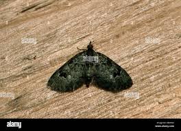 Attēlu rezultāti vaicājumam “Chloroclystis v-ata”