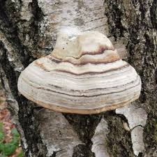 Attēlu rezultāti vaicājumam “Fomes fomentarius”