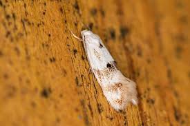 Attēlu rezultāti vaicājumam “Elachista maculicerusella”