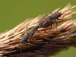 Attēlu rezultāti vaicājumam “Nithecus jacobaeae”