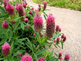 Image result for Trifolium incarnatum
