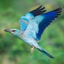 Attēlu rezultāti vaicājumam “Coracias garrulus”