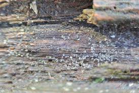 Attēlu rezultāti vaicājumam “Amaurochaete atra young”