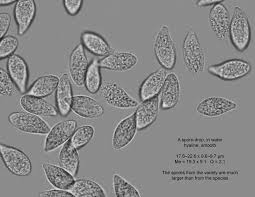 Attēlu rezultāti vaicājumam “Macrotyphula fistulosa var. contorta”