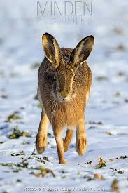 Attēlu rezultāti vaicājumam “Lepus europaeus adult”